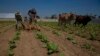 Una finca tabacalera en La Coloma, Pinar del Río, el 28 de febrero de 2023. AP Photo/Ismael Francisco
