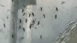 Brote viral en Matanzas y Villa Clara: Residentes denuncian falta de diagnóstico