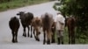Un campesino pastorea ganado en la granja Aranguito, a las afueras de La Habana. (Desmond Boylan/Reuters/Archivo)
