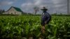 Un productor de tabaco en Pinar del Río. (AP/Ramón Espinosa)