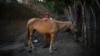 Un campesino posa con su caballo en Cerrito de Naua, Cuba. (Archivo REUTERS/Alexandre Meneghini)